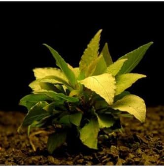 Hygrophila Corymbosa - Limon Saksı Canlı Bitki TR-413155