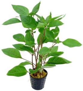 Alternative view of Hygrophila Corymbosa - Limon Saksı Canlı Bitki TR-413155