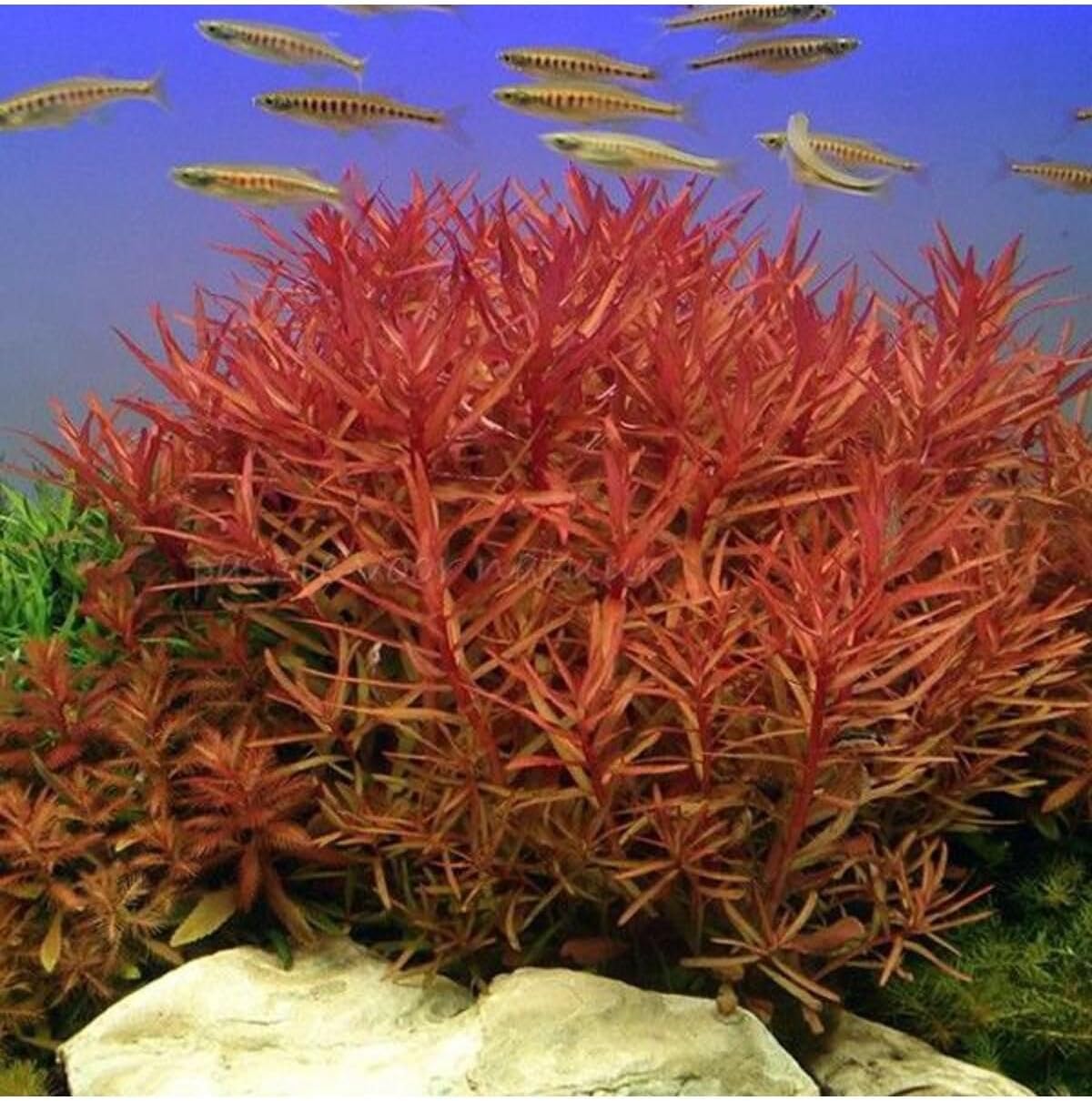 Nesaea Crassicaulis Saksı Canlı Bitki