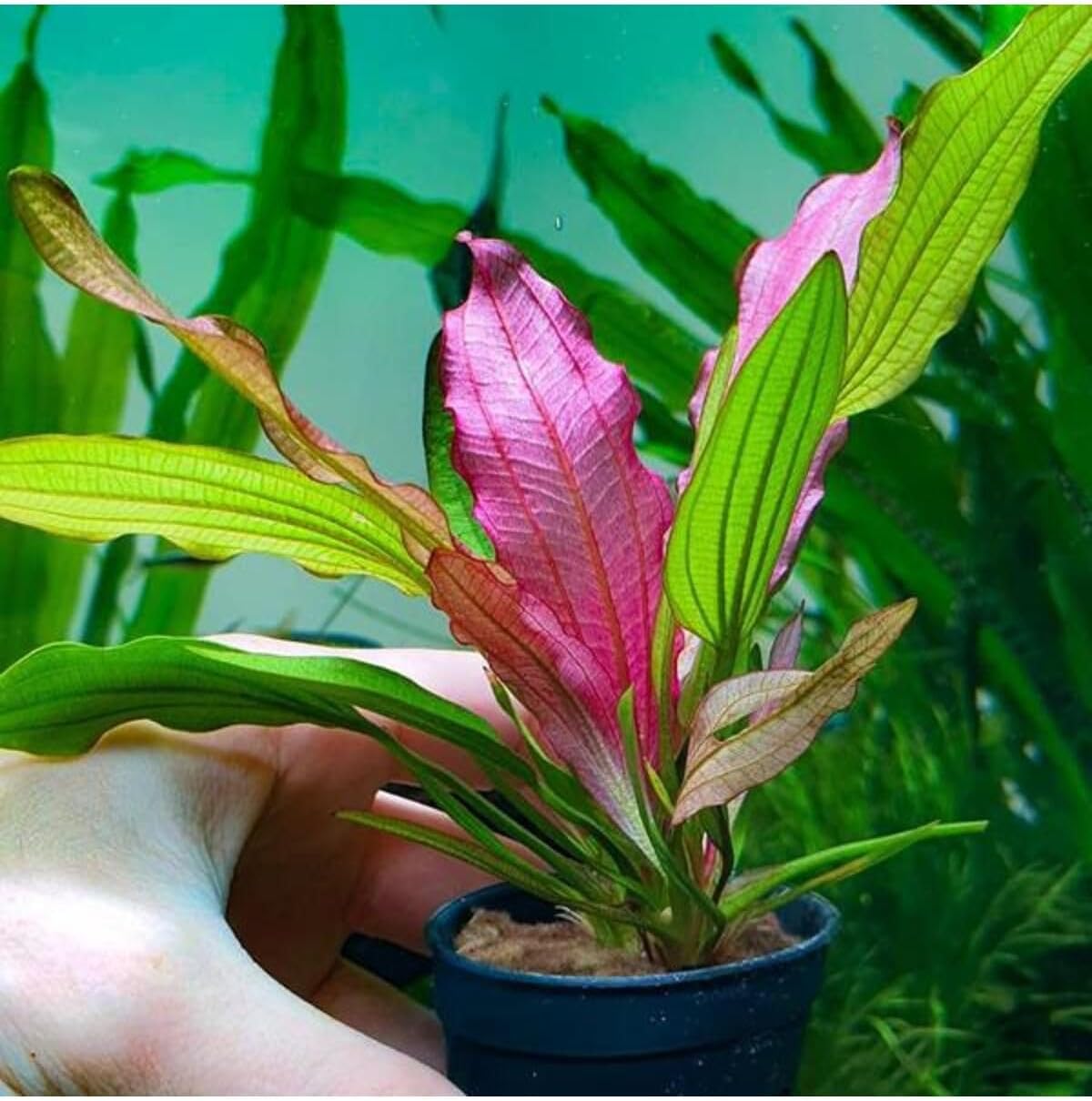 Alternative view of Echinodorus Miracle Saksı Canlı Bitki