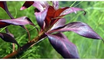 Ludwigia Glandulosa Saksı Canlı Bitki