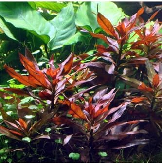 Alternative view of Ludwigia Glandulosa Saksı Canlı Bitki