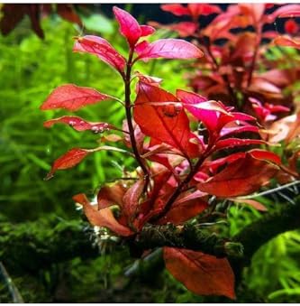 Alternative view of Ludwigia Mini Super Red Saksı Canlı Bitki