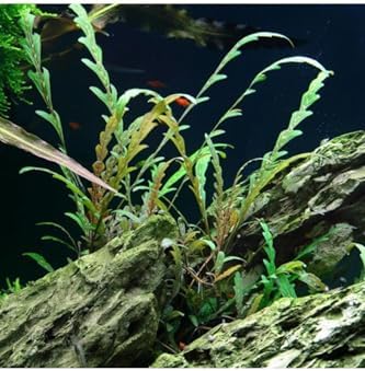 Hygrophila Pinnatifida In Canlı Bitki
