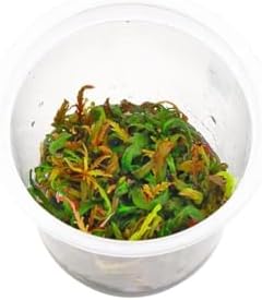 Alternative view of Hygrophila Pinnatifida In Canlı Bitki