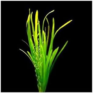 Alternative view of Vallisneria Spiralis Saksı Canlı Bitki