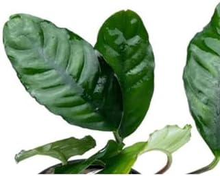 Anubias Coffeefolia Compact Saksı Canlı Bitki