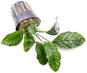 Alternative view of Anubias Coffeefolia Compact Saksı Canlı Bitki