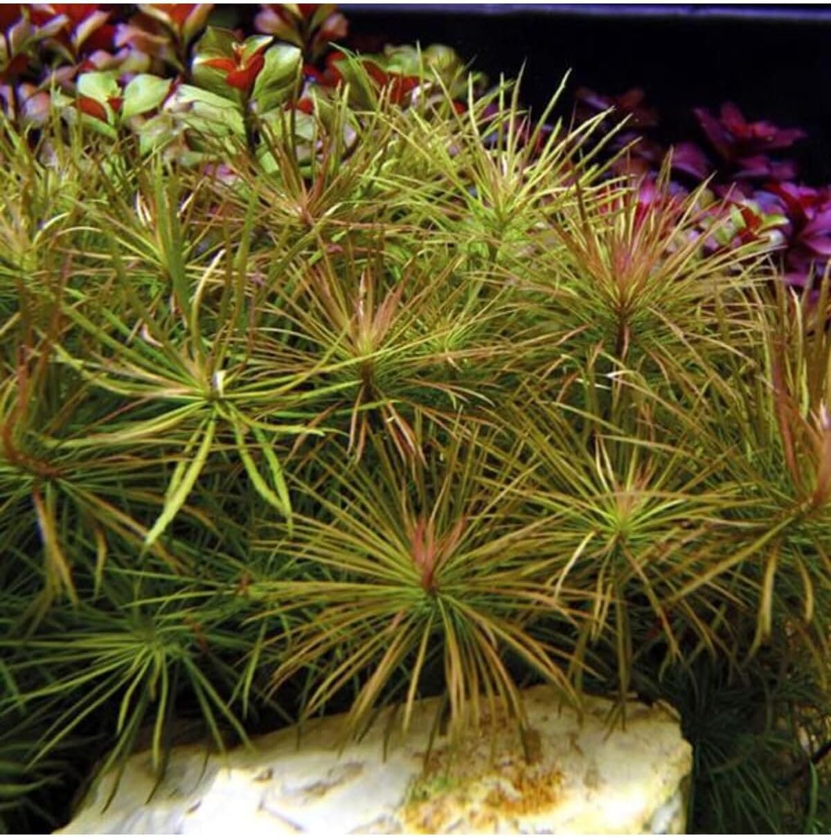 Eusteralis Stellata Saksı Canlı Bitki