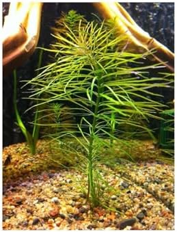Alternative view of Eusteralis Stellata Saksı Canlı Bitki