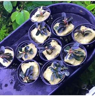Bucephalandra Kedagang Round Saksı Canlı Bitki
