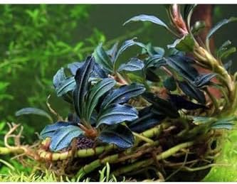 Alternative view of Bucephalandra Kedagang Round Saksı Canlı Bitki