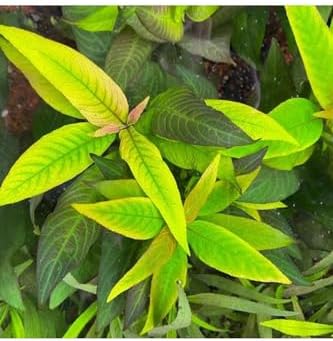 Nomaphila Siamensis Compact Saksı Canlı Bitki
