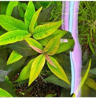 Alternative view of Nomaphila Siamensis Compact Saksı Canlı Bitki