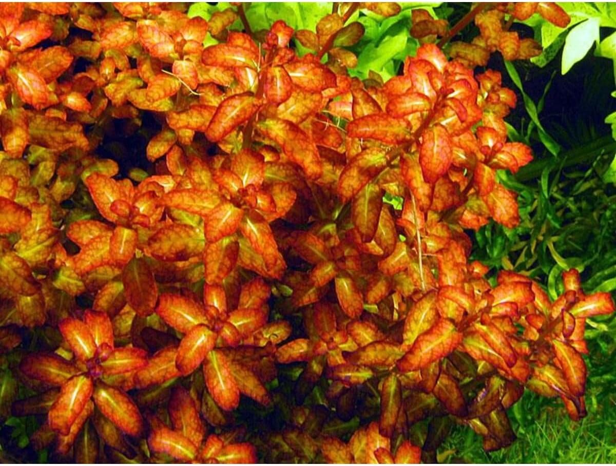 Ludwigia Senegalensis Guinea Saksı Canlı Bitki
