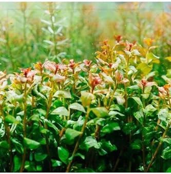 Alternative view of Ludwigia Senegalensis Guinea Saksı Canlı Bitki