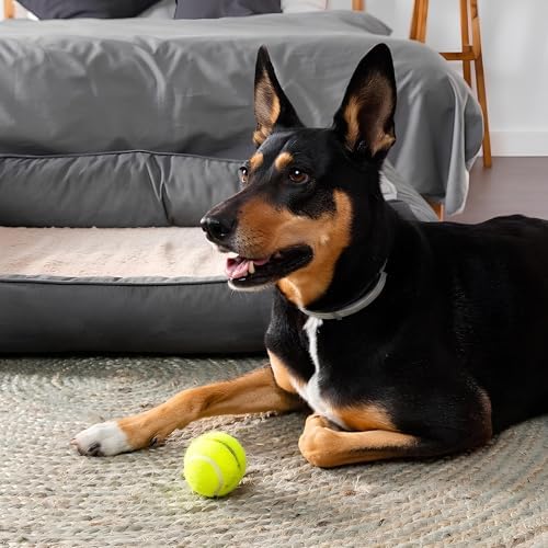 Alternative view of 2'li Kedi Köpek Tenis Topu | 7.5 cm Orta Boy Dayanıklı Evcil Hayvan Oyuncağı | Diş Dostu, Suda, Eğitim ve Oyun Topu | İç-Dış Mekan, Parlak Renkli