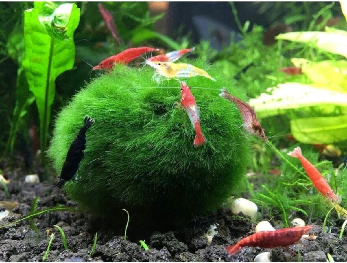 hayatist 1 Adet Ball Özelikle Karideslerinizi Bu Yosun Topunu Çok Sevecek 3-4 Cm