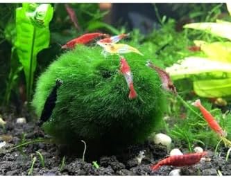 Alternative view of hayatist 1 Adet Ball Özelikle Karideslerinizi Bu Yosun Topunu Çok Sevecek 3-4 Cm