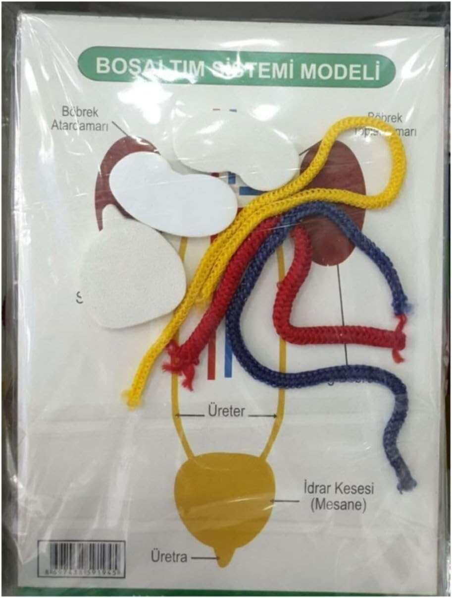 Boşaltım Sistemi Modeli Çok Renkli