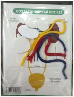 Alternative view of Boşaltım Sistemi Modeli Çok Renkli
