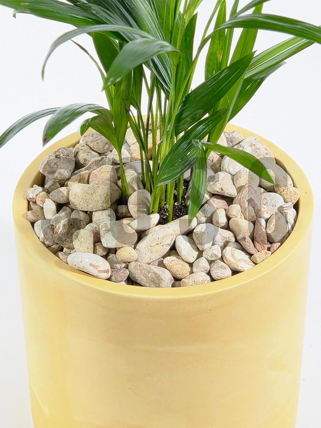Alternative view of Sarı Çizgili Dolomit Çakıl Taşı, 1-3 cm, 1 kg, Dekoratif Bahçe Peyzaj Saksı Akvaryum Teraryum