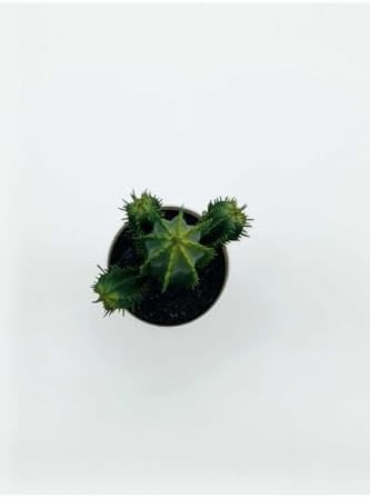 Alternative view of FEJKA Kaktüs, 14 cm, Mini Saksılı Yapay Kaktüs Bitki