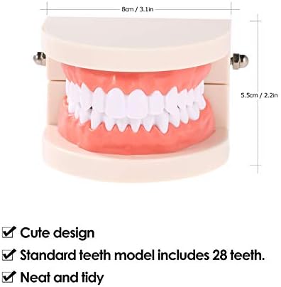 Hanying diş modeli Diş Çocuk Diş Öğretim Modeli Yetişkin Diş Diş etleri Okuyan Çocuklar için Standart Gösteri Aracı - Görsel 3