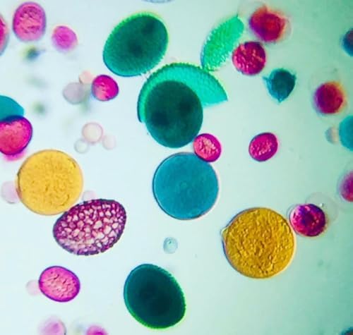 FOLDSCOPE CEP MİKROSKOBU GEZGİN SETİ - Görsel 3