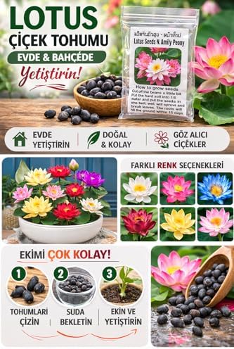 Alternative view of Lotus Çiçeği Tohumu 6 Adet – Nilüfer Çiçeği Tohumu Nadir Kutsal Lotus (6)