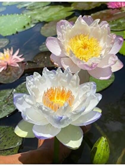15 Adet Lotus Çiçeği Tohumu Nilüfer Çiçeği Karışık Renkli Orjinal Lotus Su ve Toprakta Yetişir