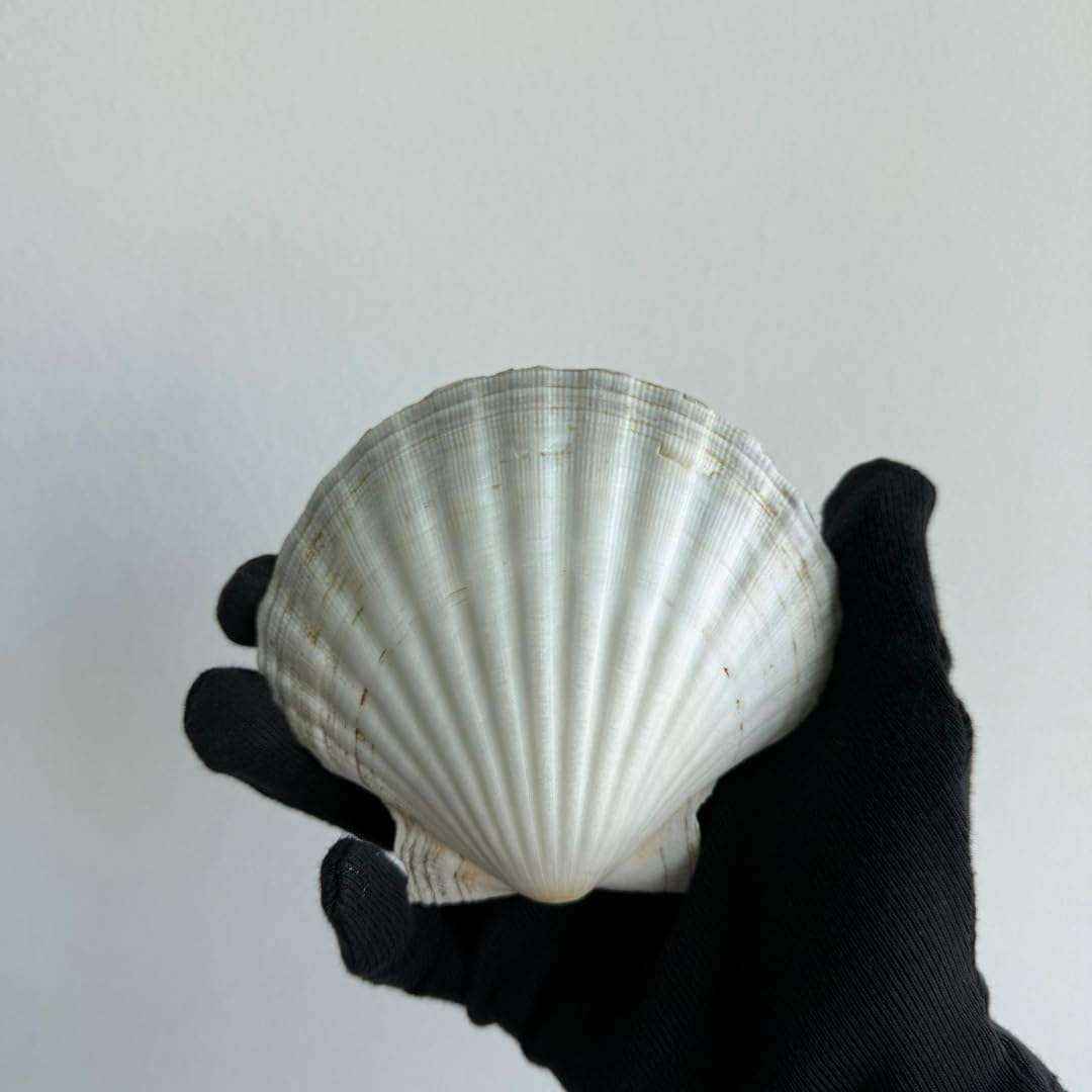 Büyük Doğal Deniz Tarağı Kabugu | 1 Adet | 10-12 cm | Mutfak ve Dekorasyon İçin | El İşi ve DIY Projeleri İçin Büyük Deniz Kabuğu